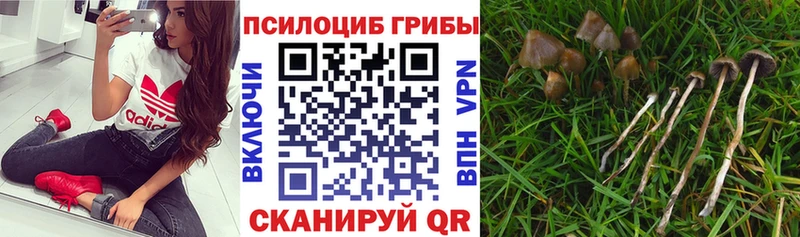 наркотики  Беломорск  Галлюциногенные грибы Psilocybe 
